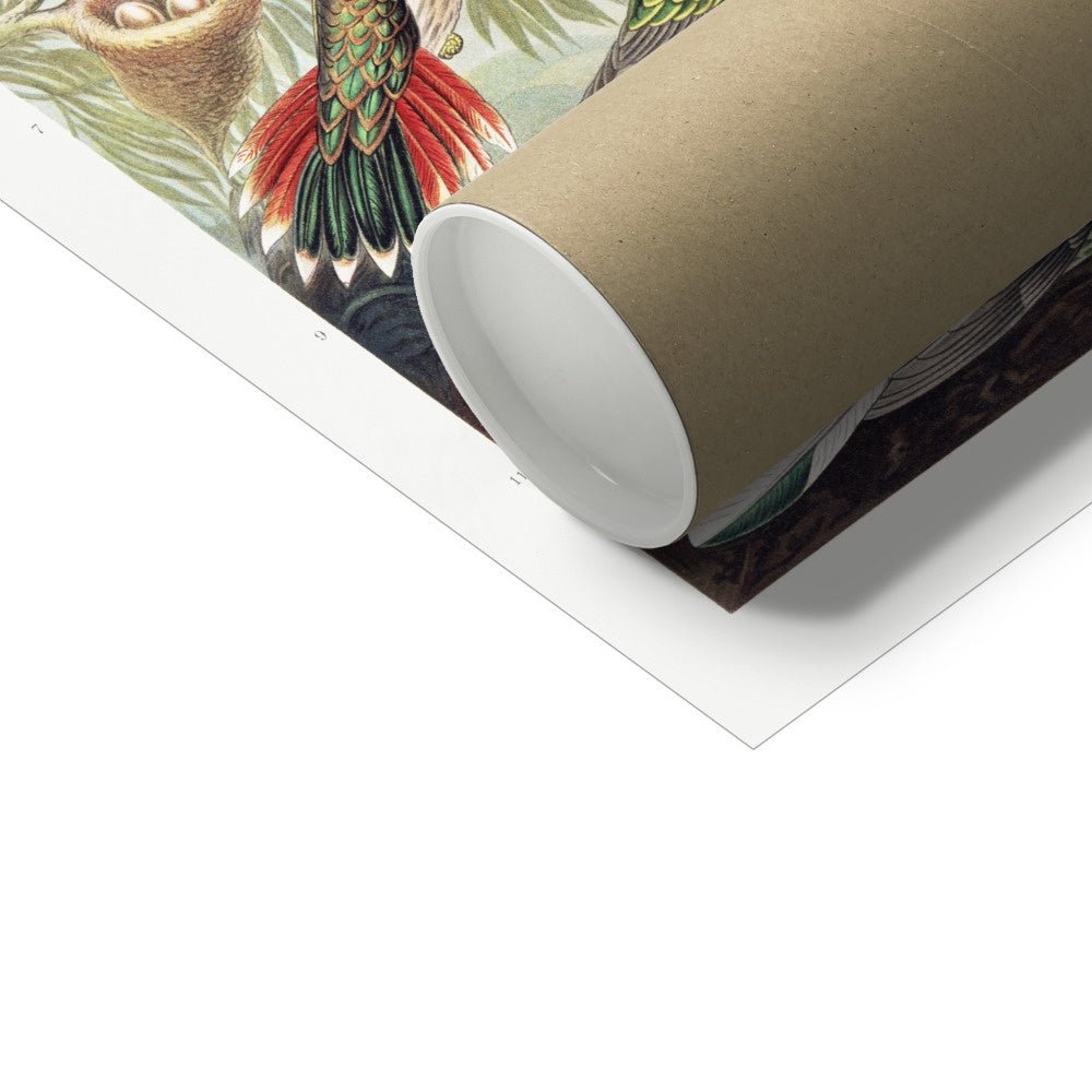 Hummingbirds Fine Art Print - Grace & Ashes