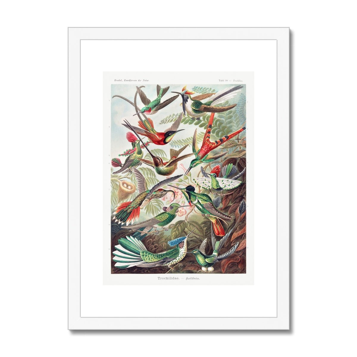 Hummingbirds Framed & Mounted Print - Grace & Ashes