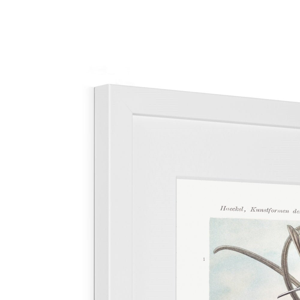 Hummingbirds Framed & Mounted Print - Grace & Ashes