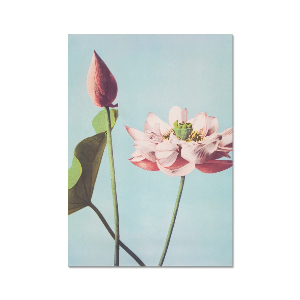 Lotus - Grace & Ashes