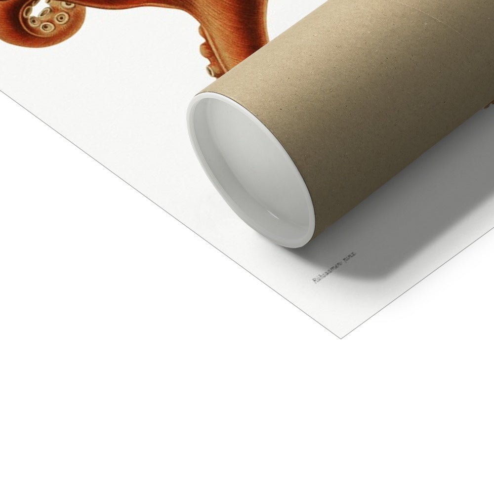 Vintage octopus - Grace & Ashes