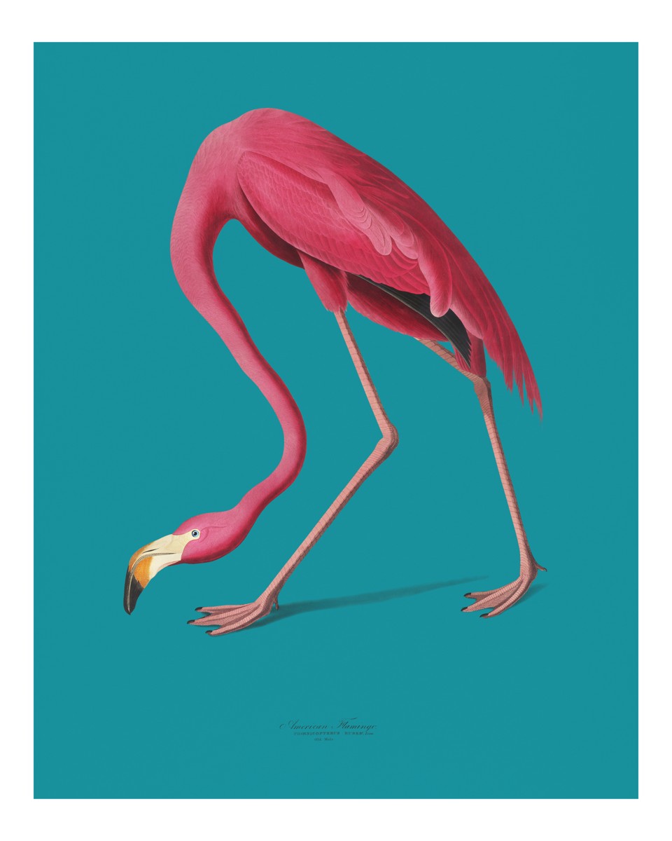 Flamingos are forever