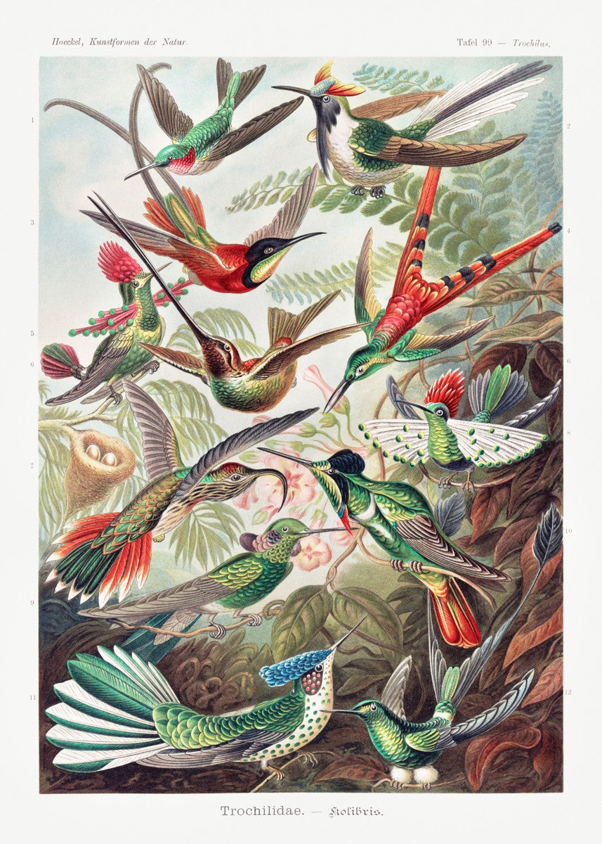 Hummingbirds