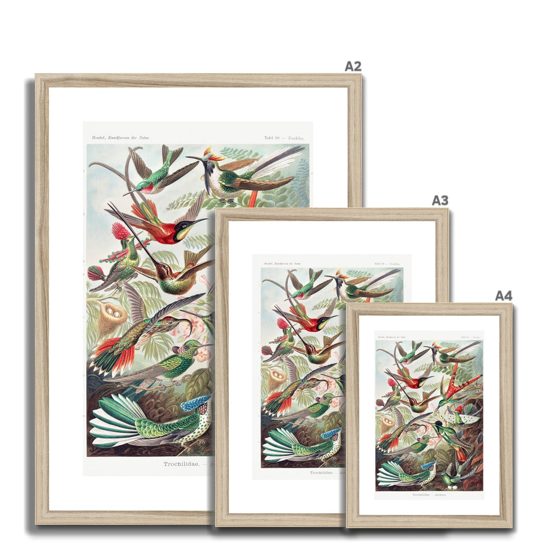 Hummingbirds Framed & Mounted Print