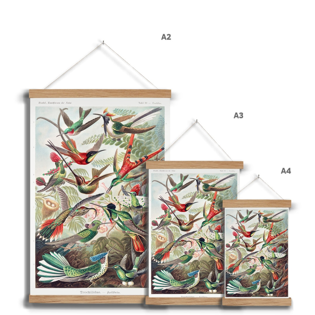 Hummingbirds Fine Art Print with Hanger