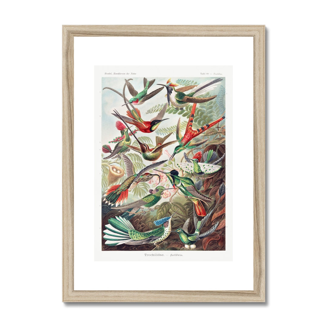 Hummingbirds Framed & Mounted Print