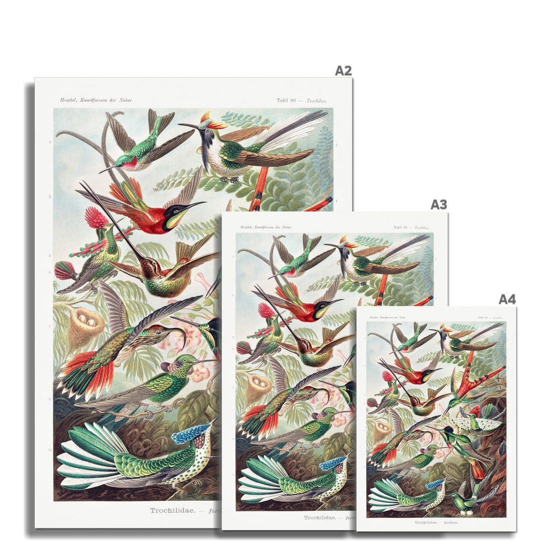 Hummingbirds Fine Art Print