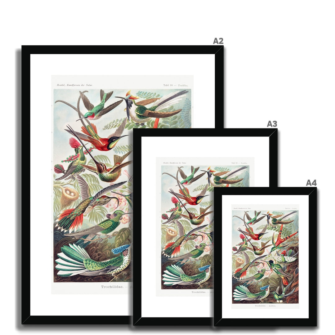 Hummingbirds Framed & Mounted Print