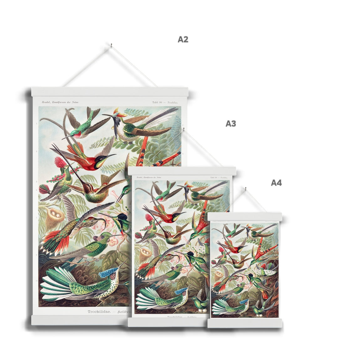 Hummingbirds Fine Art Print with Hanger