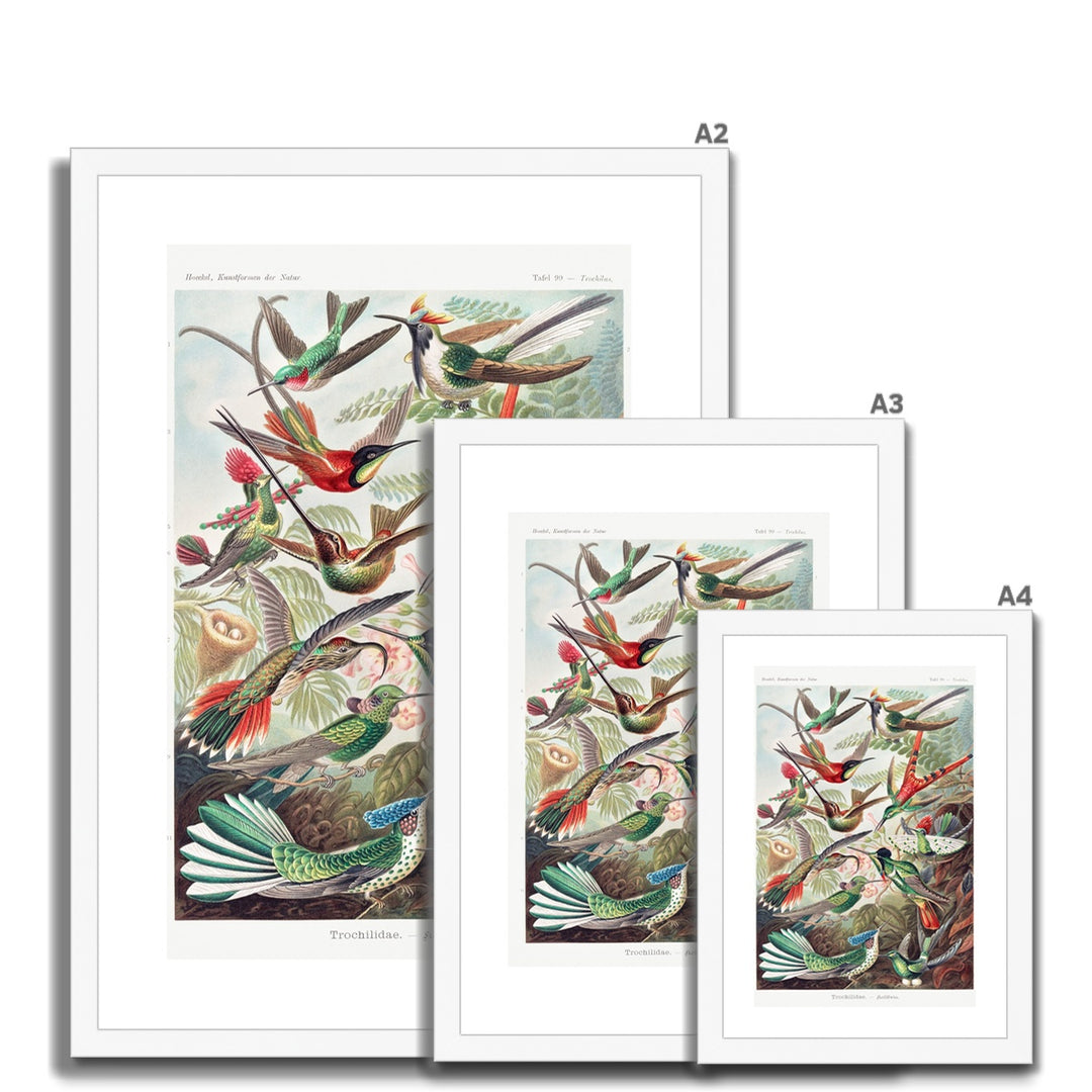 Hummingbirds Framed & Mounted Print