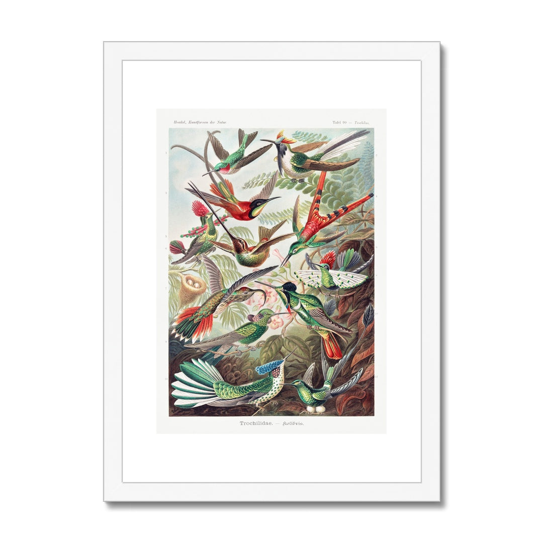 Hummingbirds Framed & Mounted Print