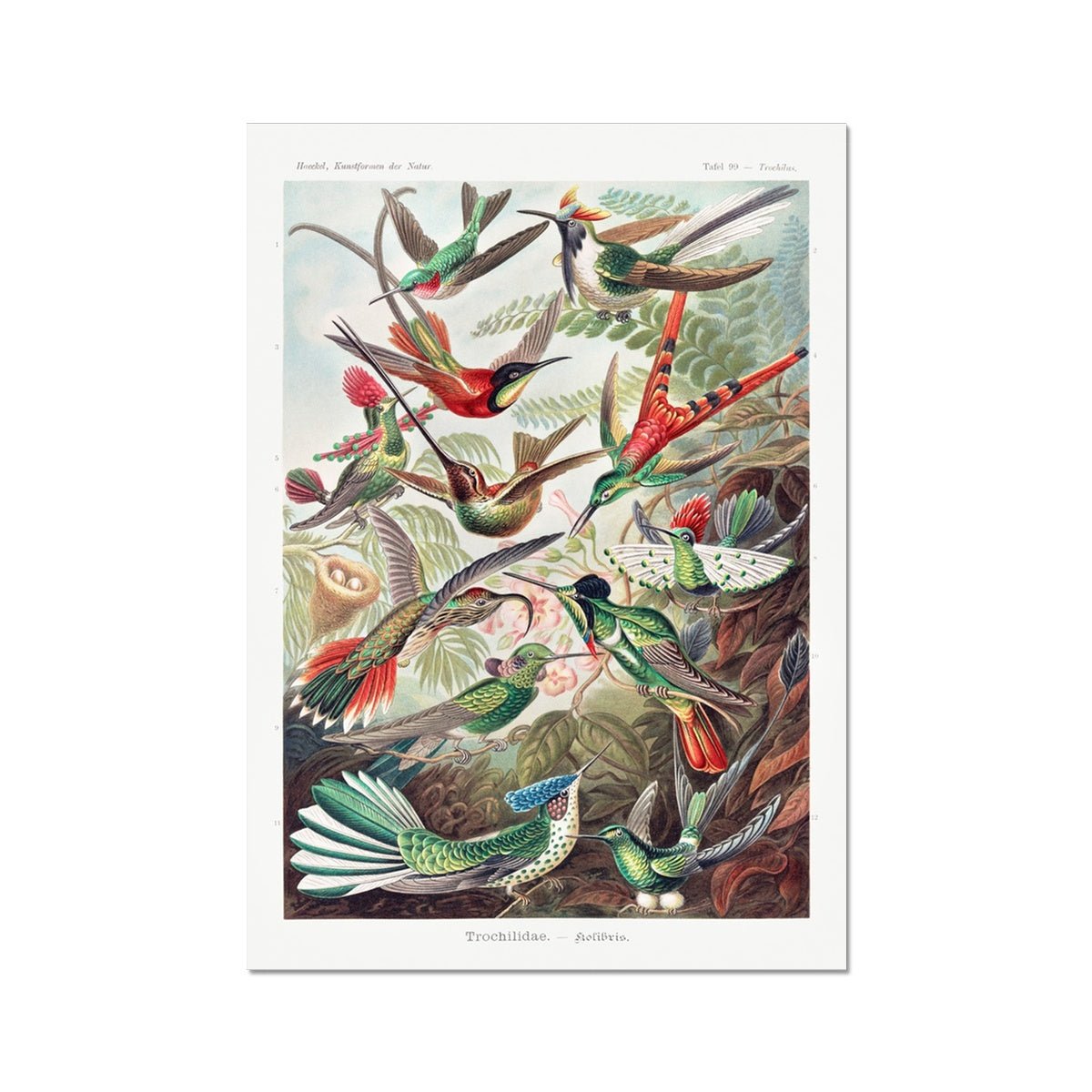 Hummingbirds Fine Art Print - Grace & Ashes