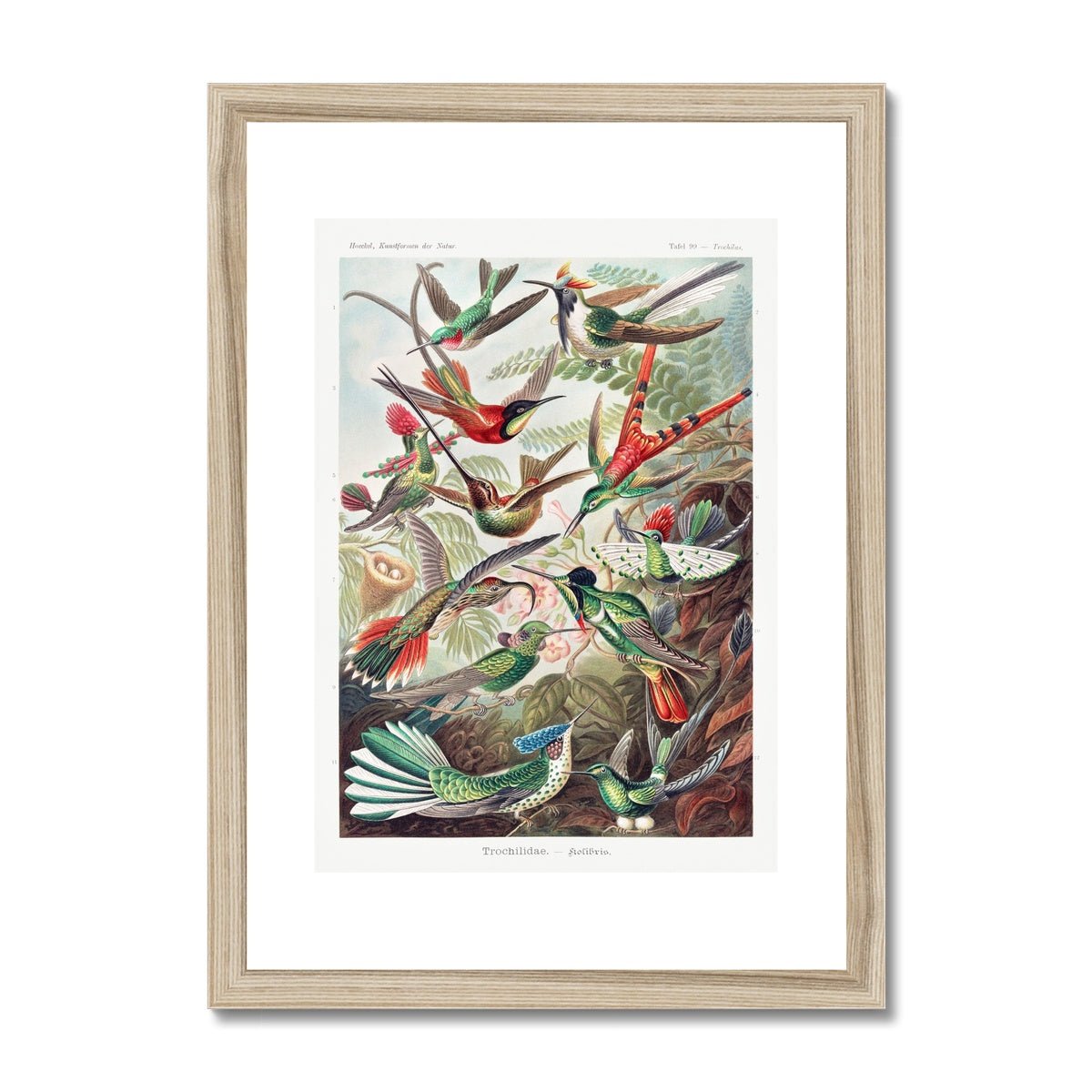 Hummingbirds Framed & Mounted Print - Grace & Ashes