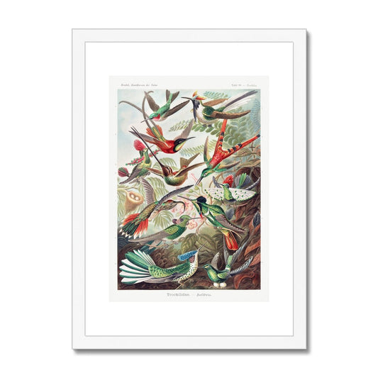 Hummingbirds Framed & Mounted Print - Grace & Ashes