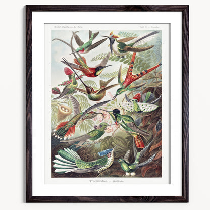 Hummingbirds Framed & Mounted Print - Grace & Ashes