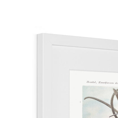 Hummingbirds Framed & Mounted Print - Grace & Ashes