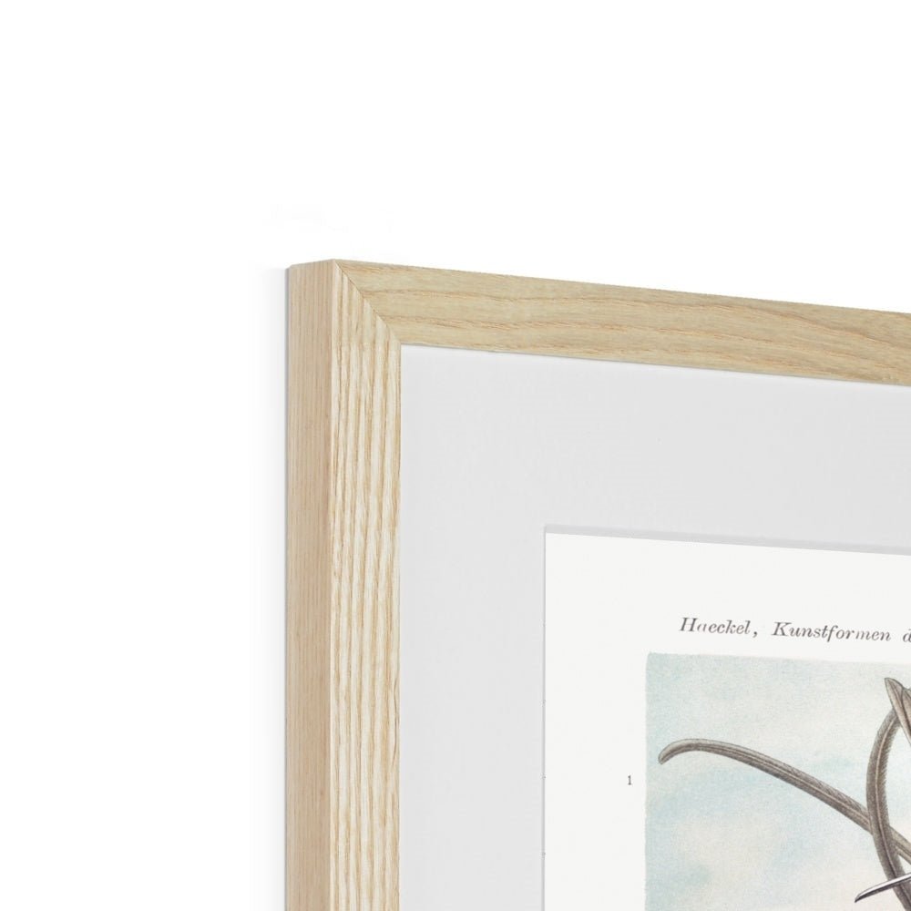 Hummingbirds Framed & Mounted Print - Grace & Ashes