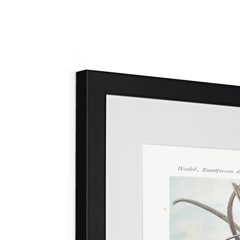 Hummingbirds Framed & Mounted Print - Grace & Ashes