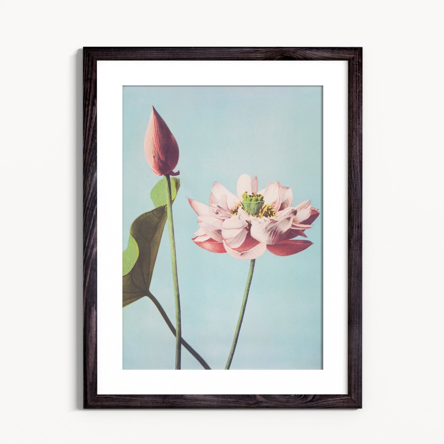 Lotus - Grace & Ashes