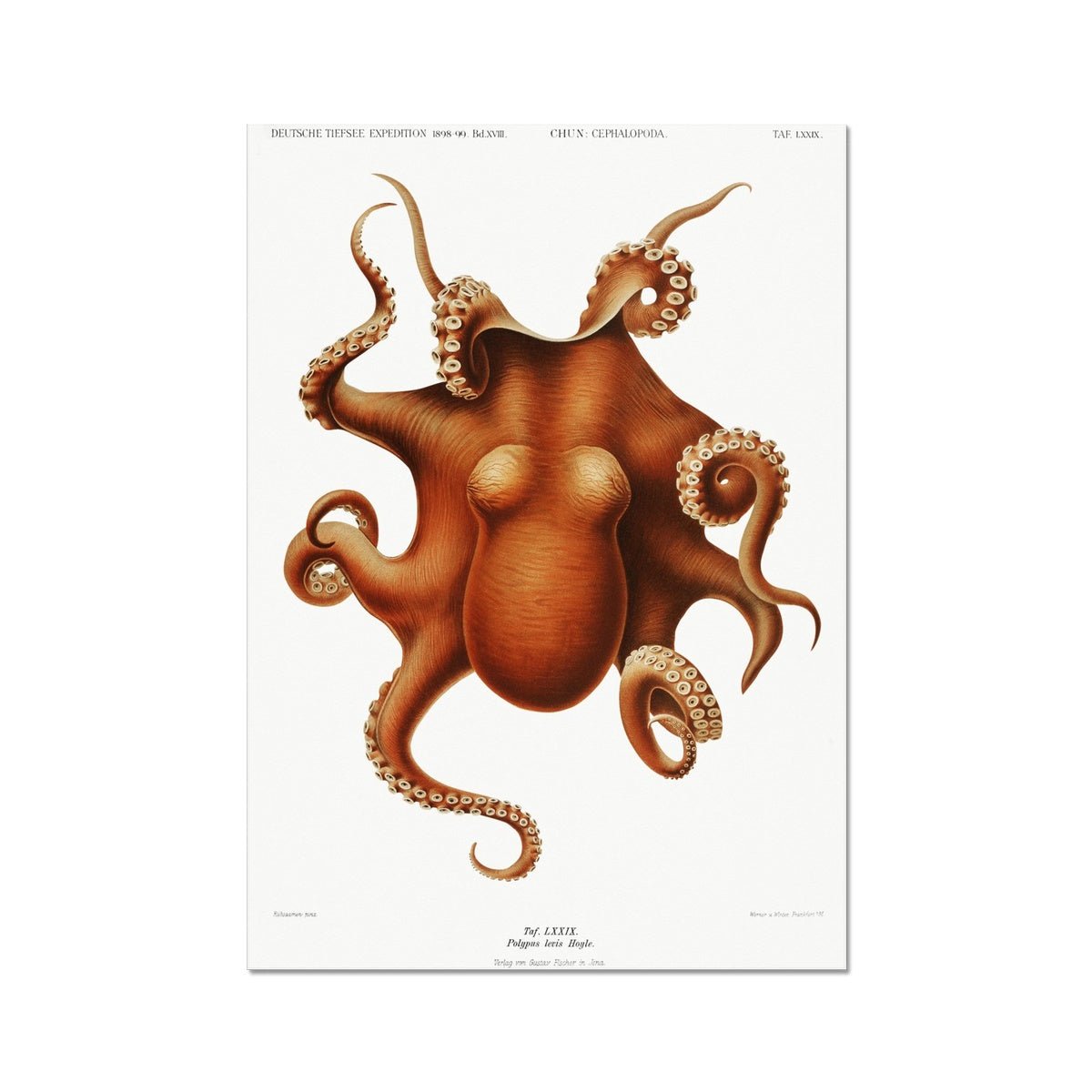 Vintage octopus - Grace & Ashes