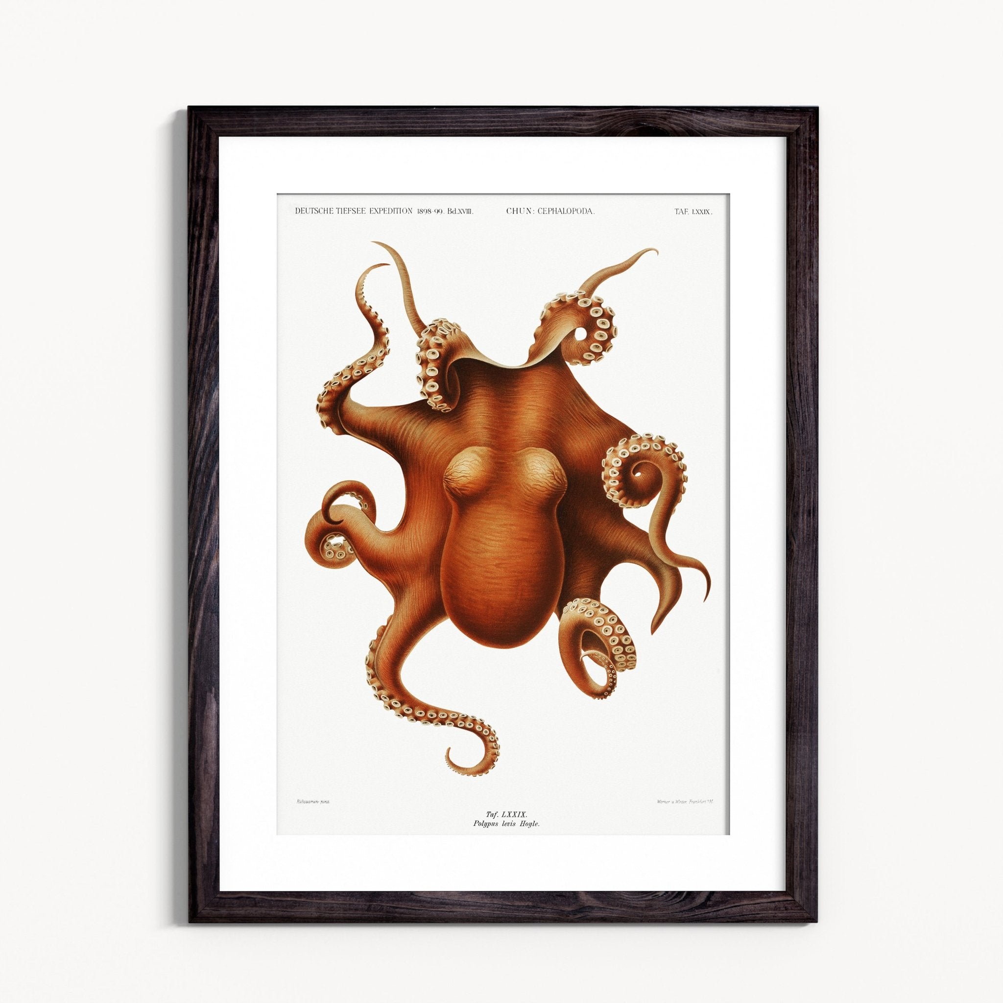 Vintage octopus - Grace & Ashes